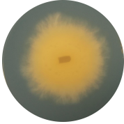 Mushrooms-BNCC