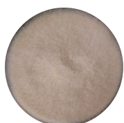 Mucor racemosa-BNCC