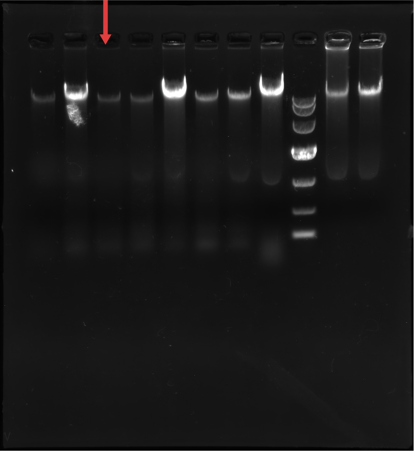 Escherichia coli (E. coli)-BNCC