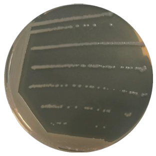 Bacillus subtilis-BNCC