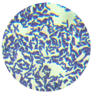 Bacillus subtilis-BNCC
