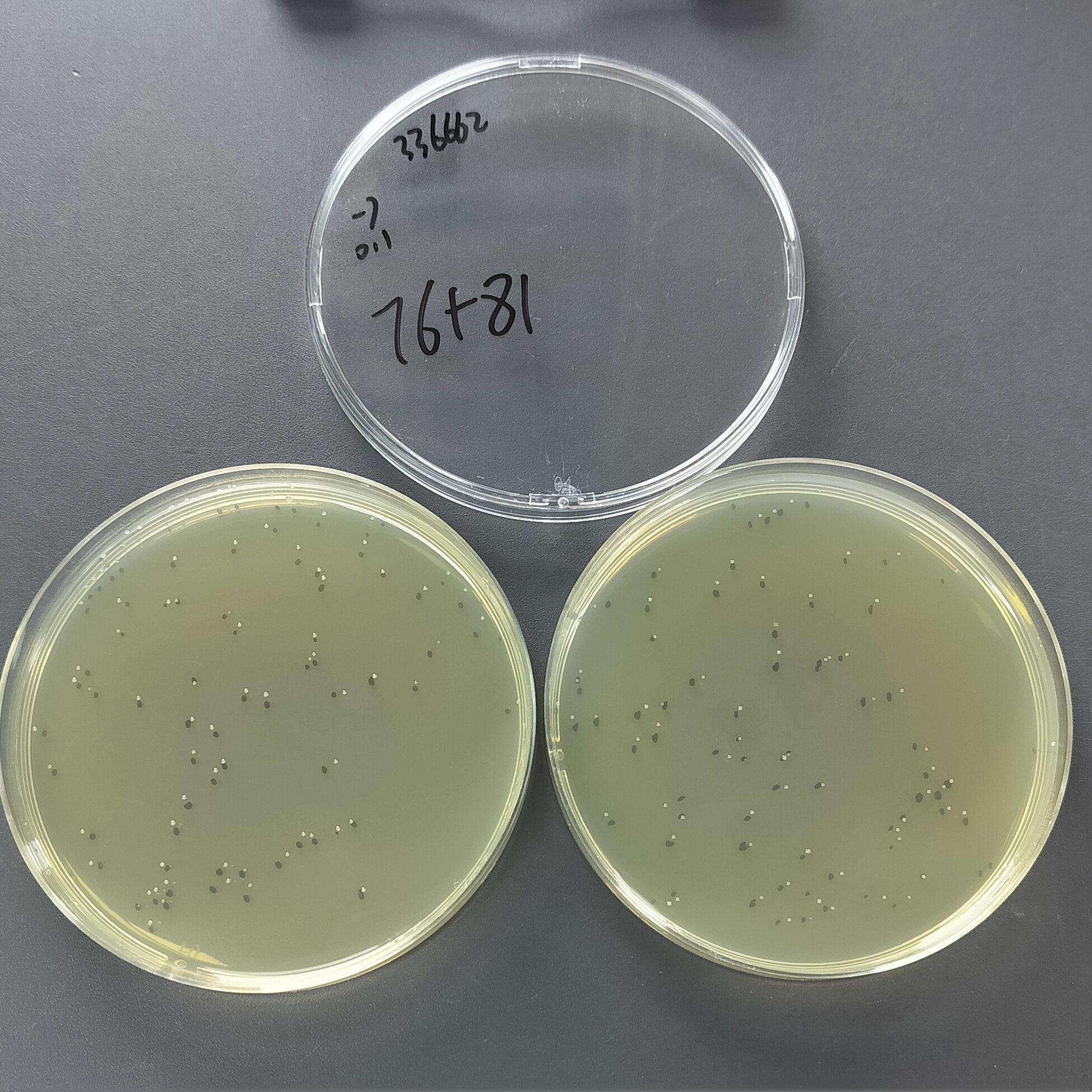Enterobacter cloacae-BNCC