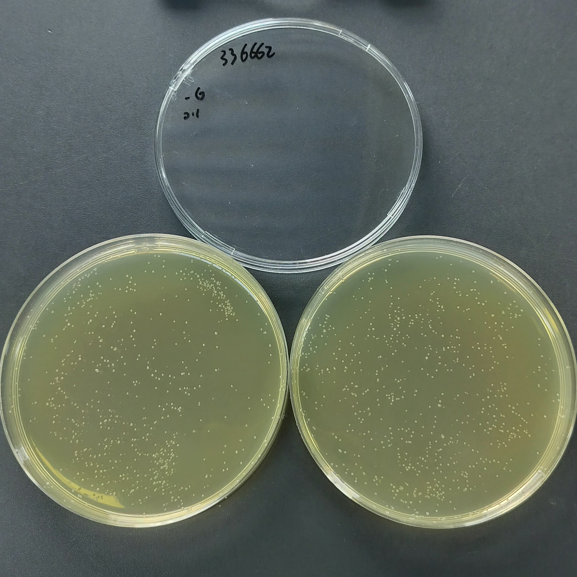 Enterobacter cloacae-BNCC