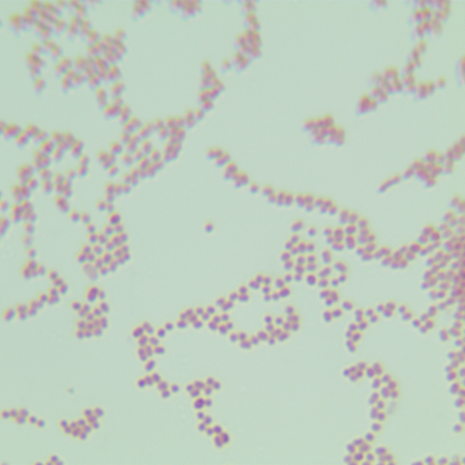 Acid producing Klebsiella pneumoniae-BNCC