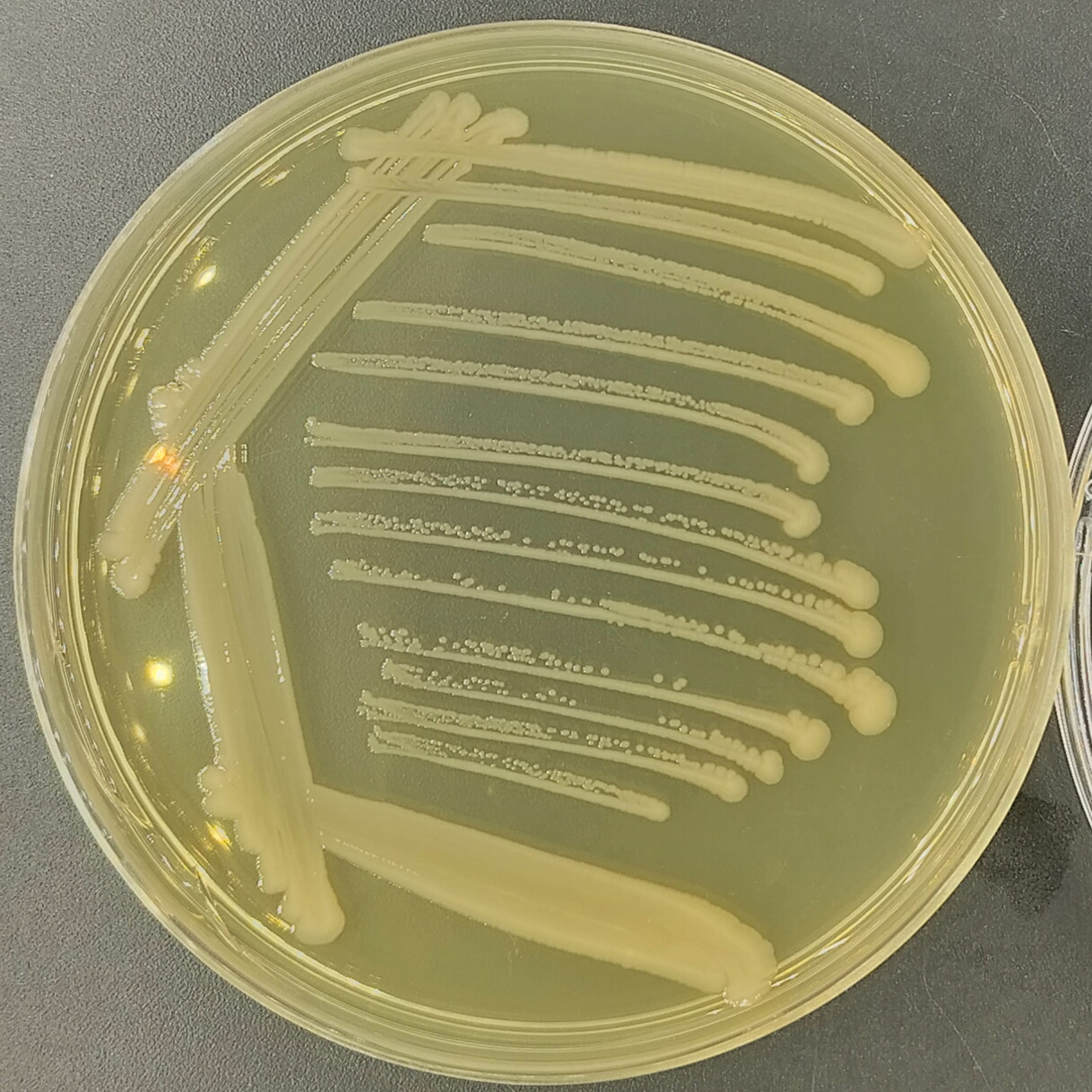 Salmonella paratyphoid A-BNCC