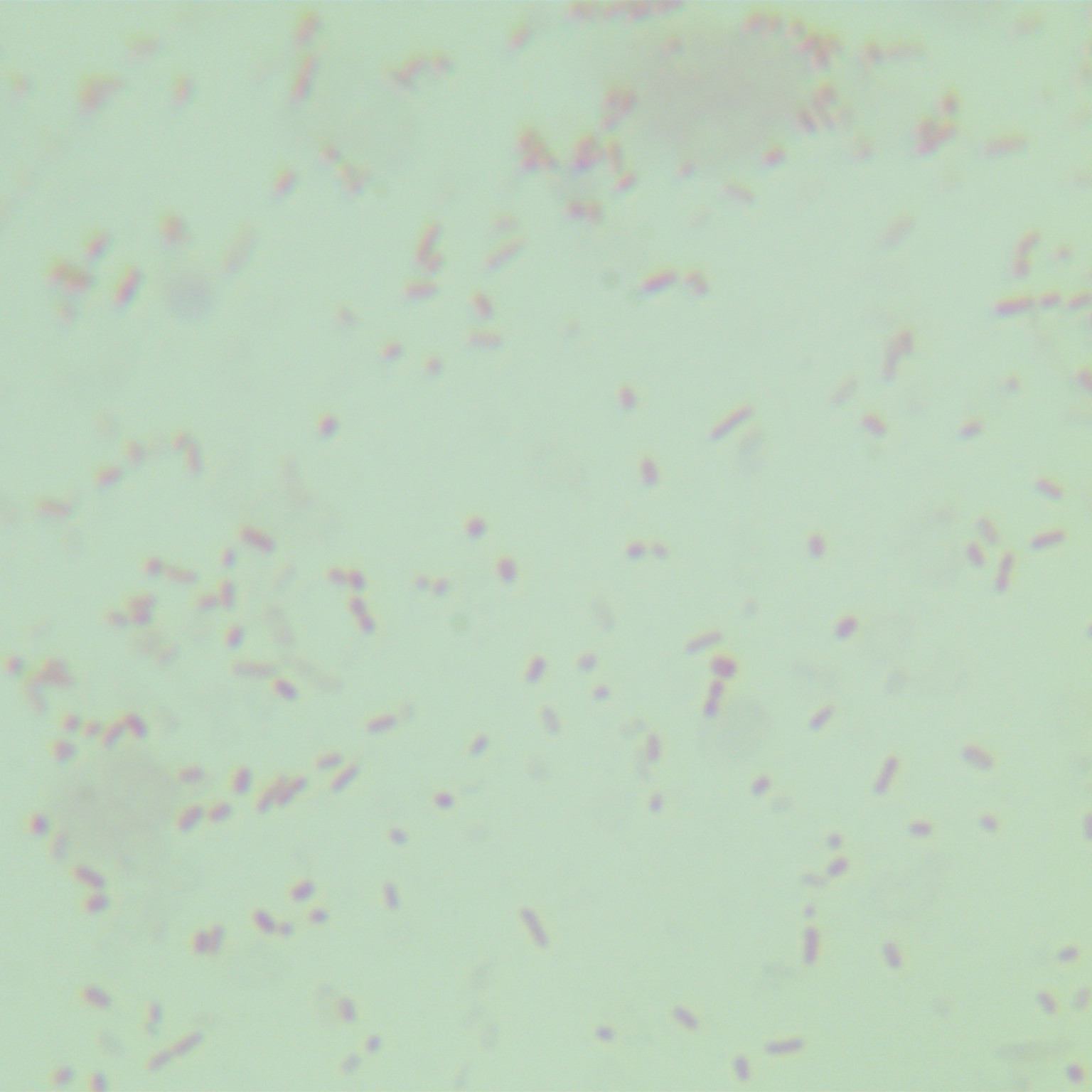 Salmonella paratyphoid A-BNCC