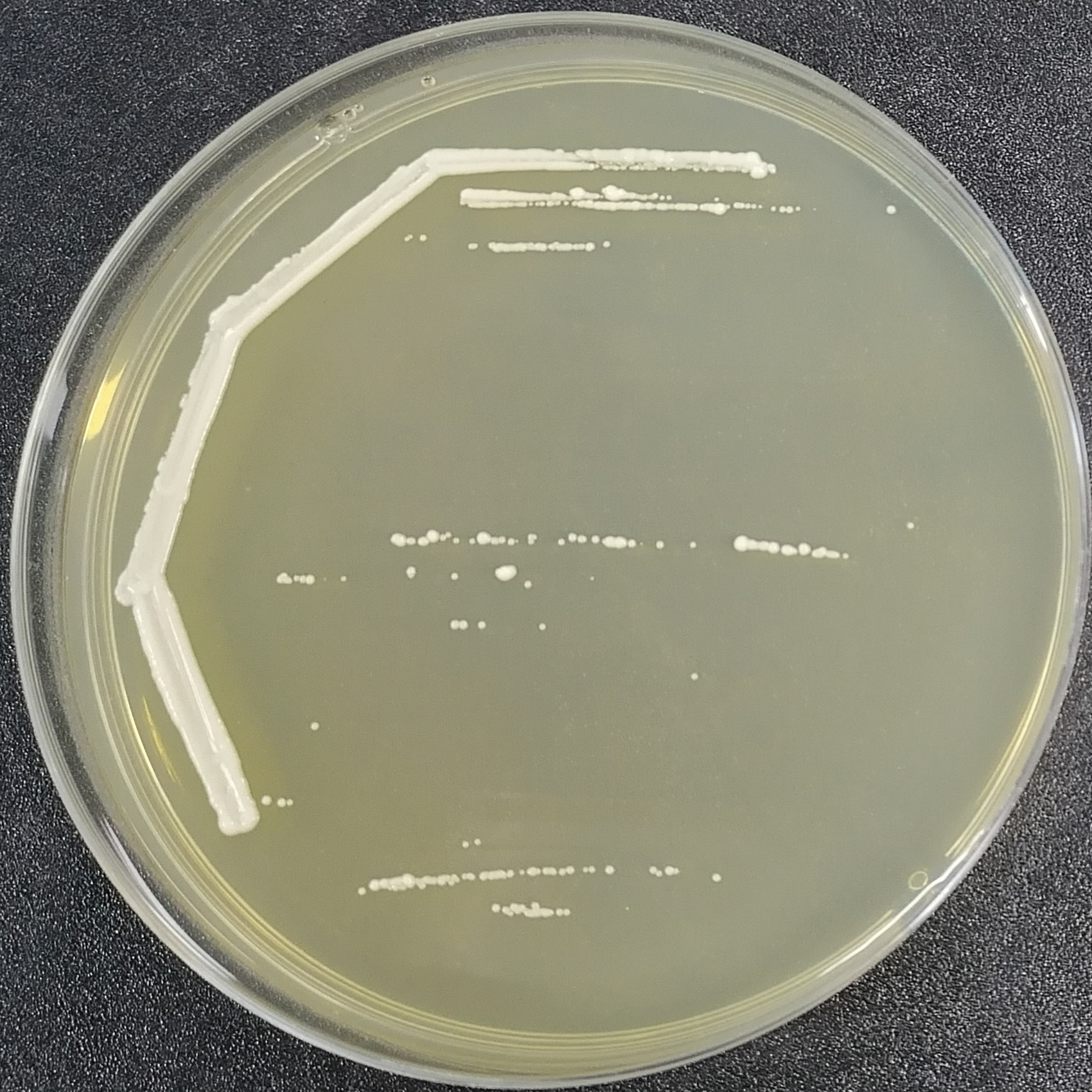 Brewing yeast-BNCC
