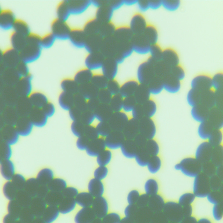 Brewing yeast-BNCC