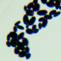 Red yeast-BNCC