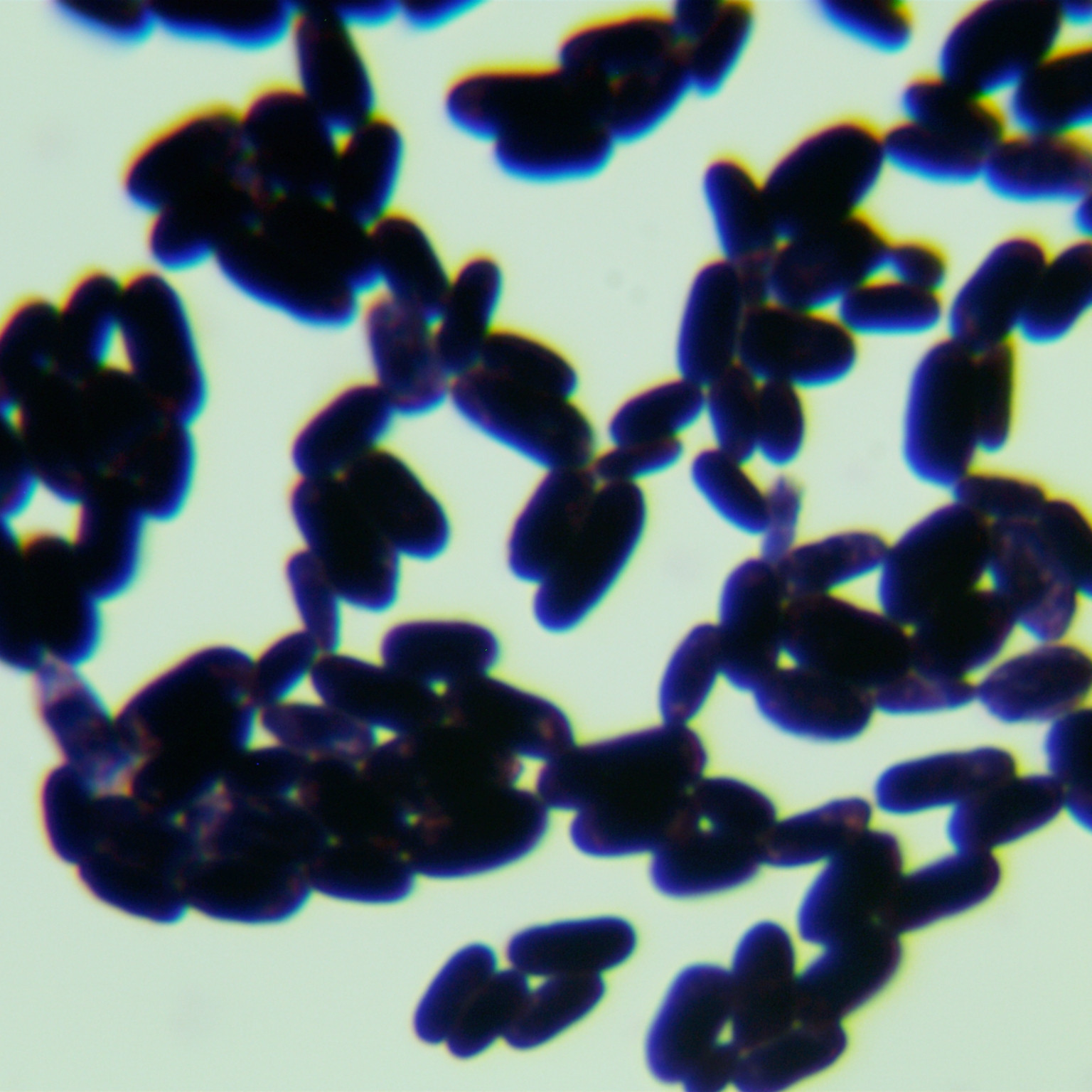 Jeding Seiberlindner's yeast-BNCC