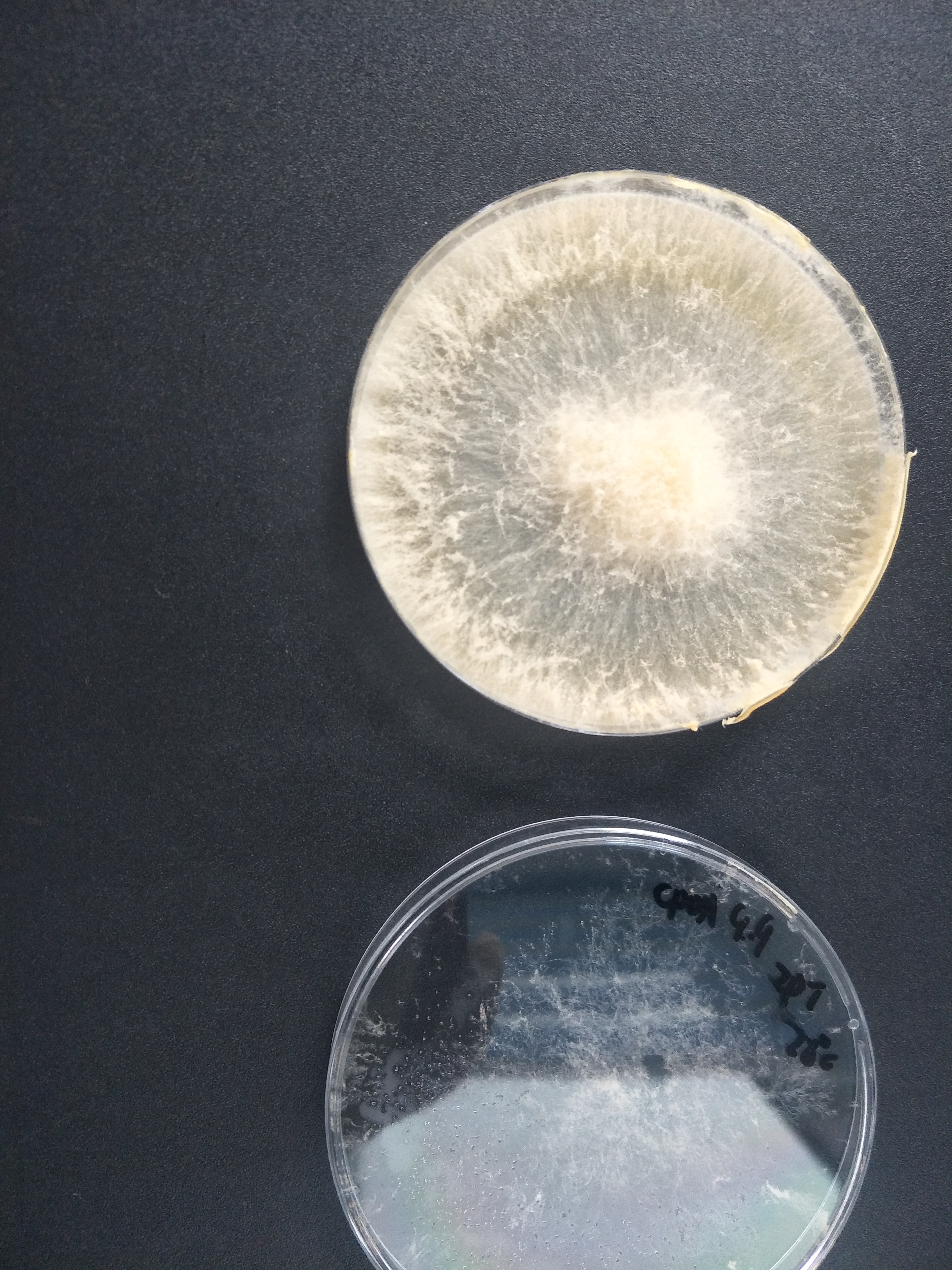 Rough chain fungus-BNCC
