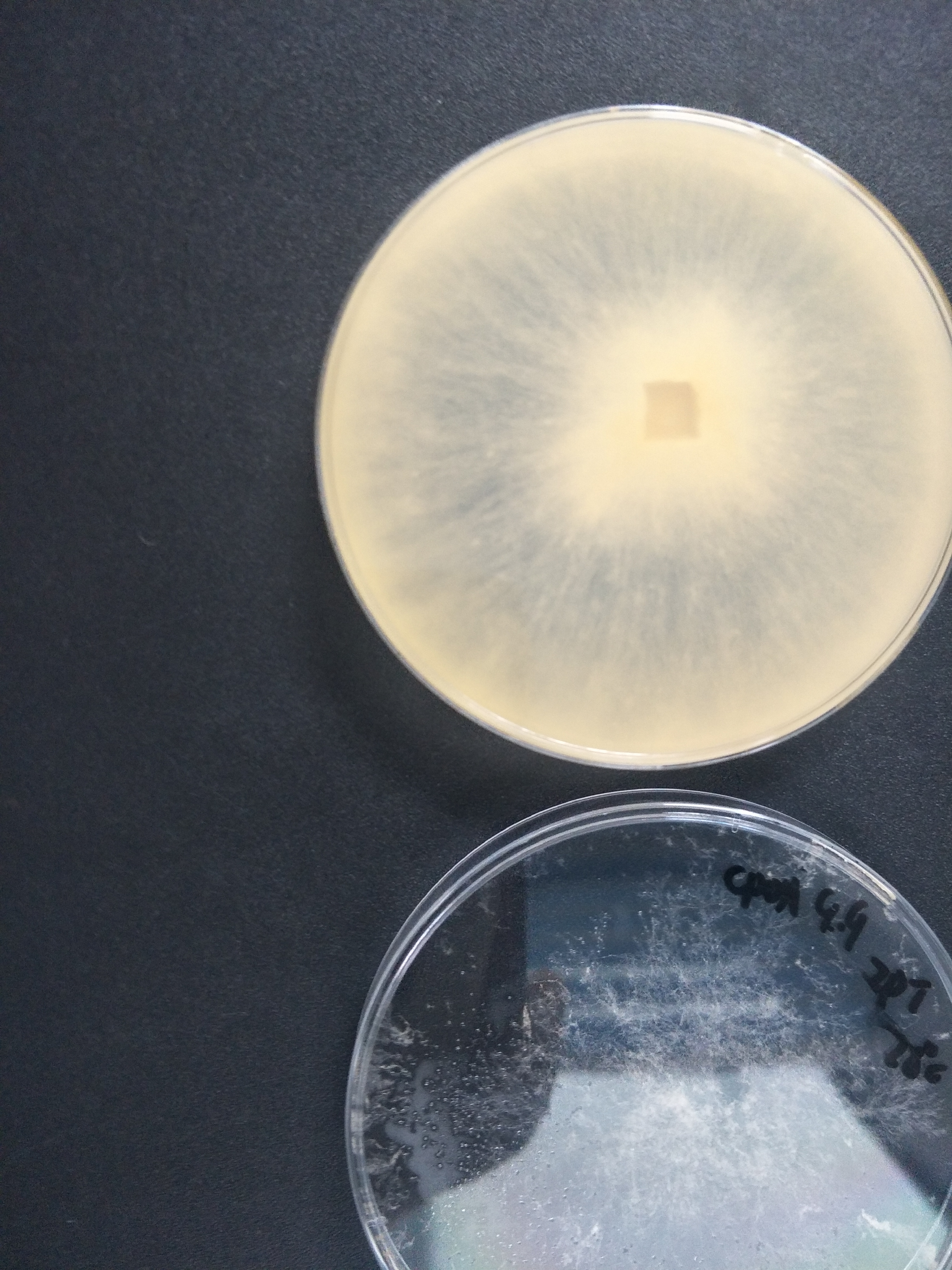 Rough chain fungus-BNCC
