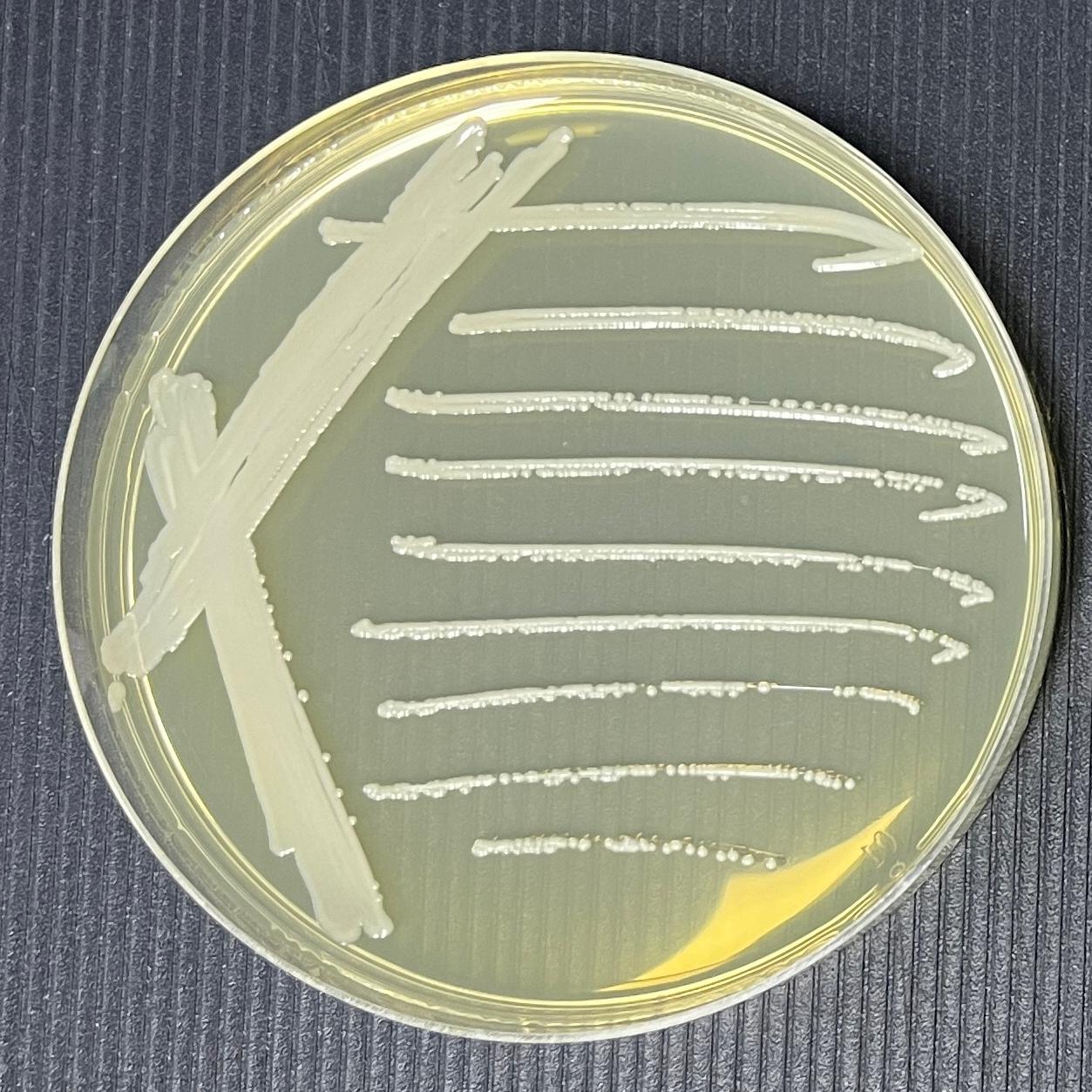 Slow Staphylococcus-BNCC