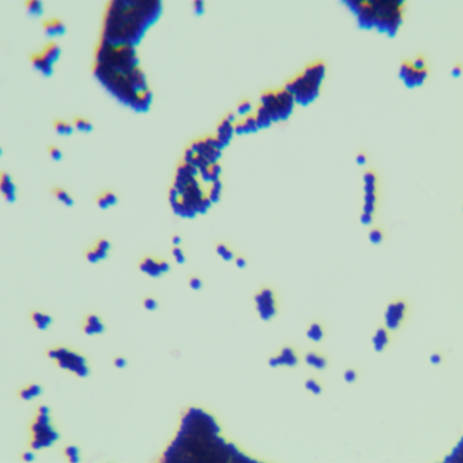 Slow Staphylococcus-BNCC