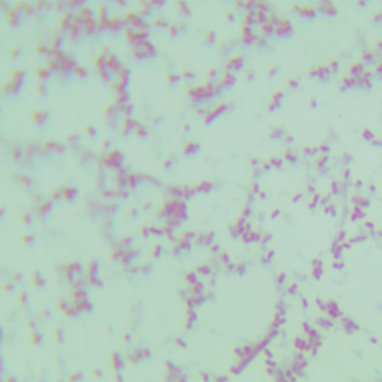 Escherichia coli-BNCC