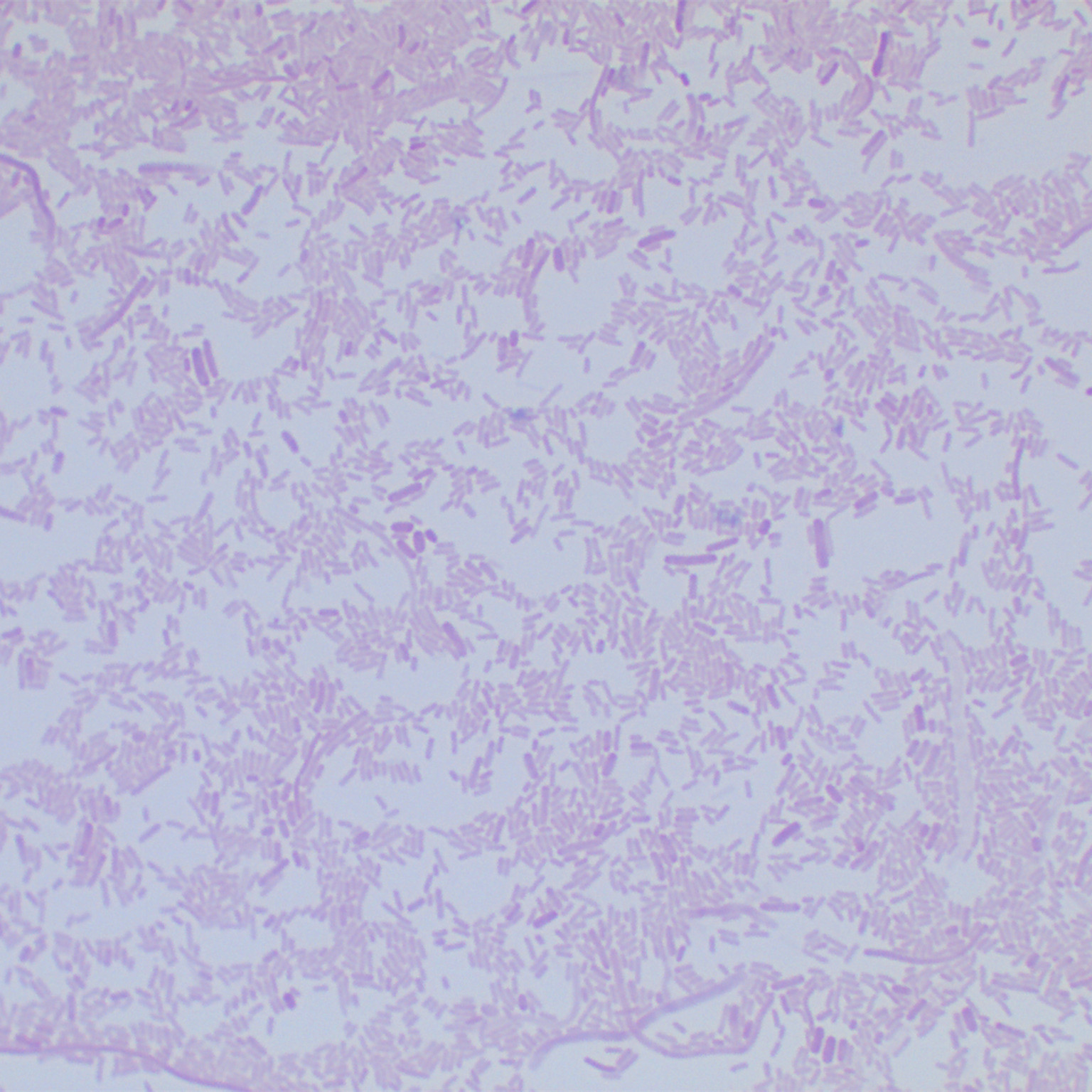 Escherichia coli (E. coli)-BNCC
