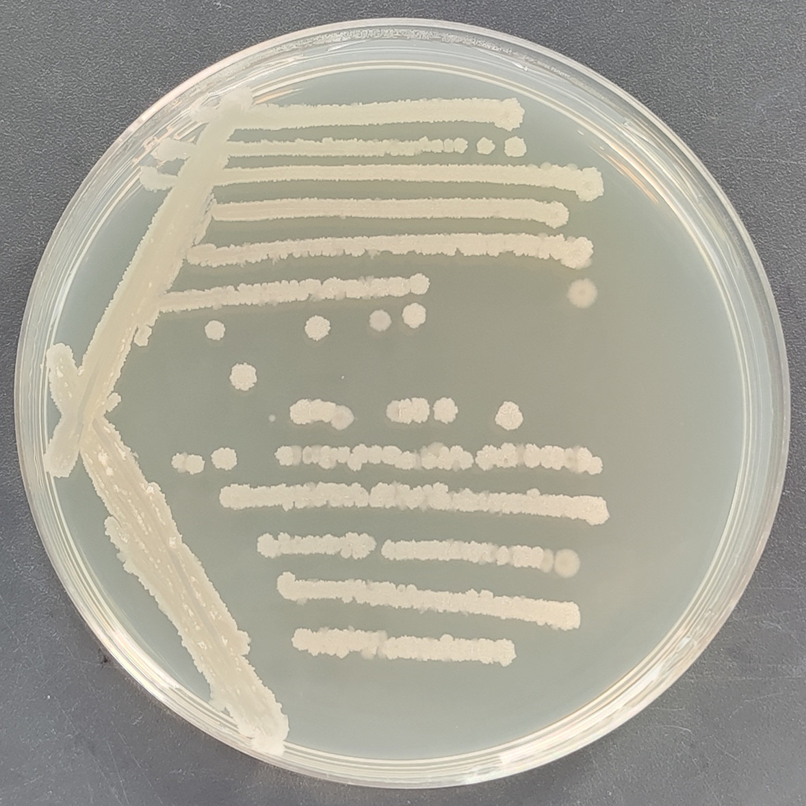Bacillus subtilis-BNCC