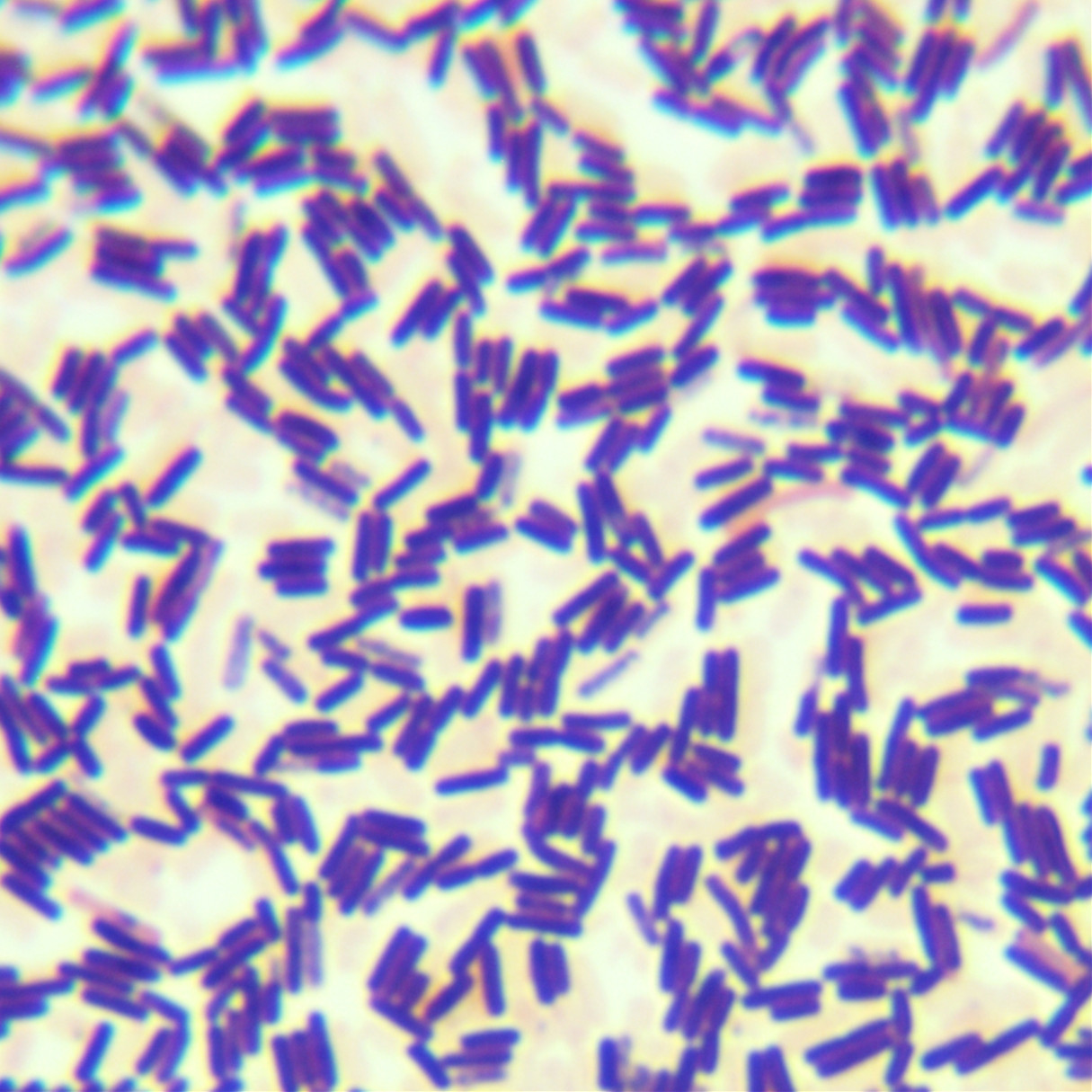 Bacillus subtilis-BNCC