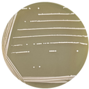 Lactococcus lactis-BNCC