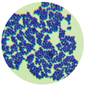 Lactococcus lactis-BNCC