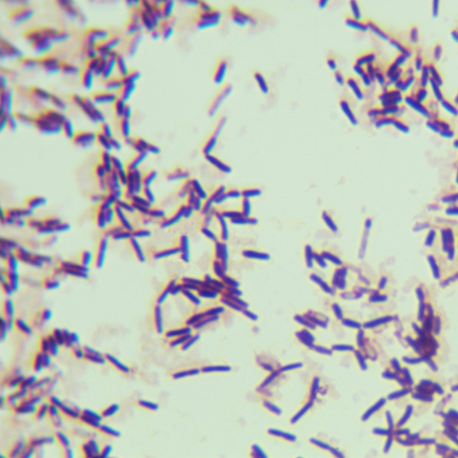 Bacillus subtilis-BNCC