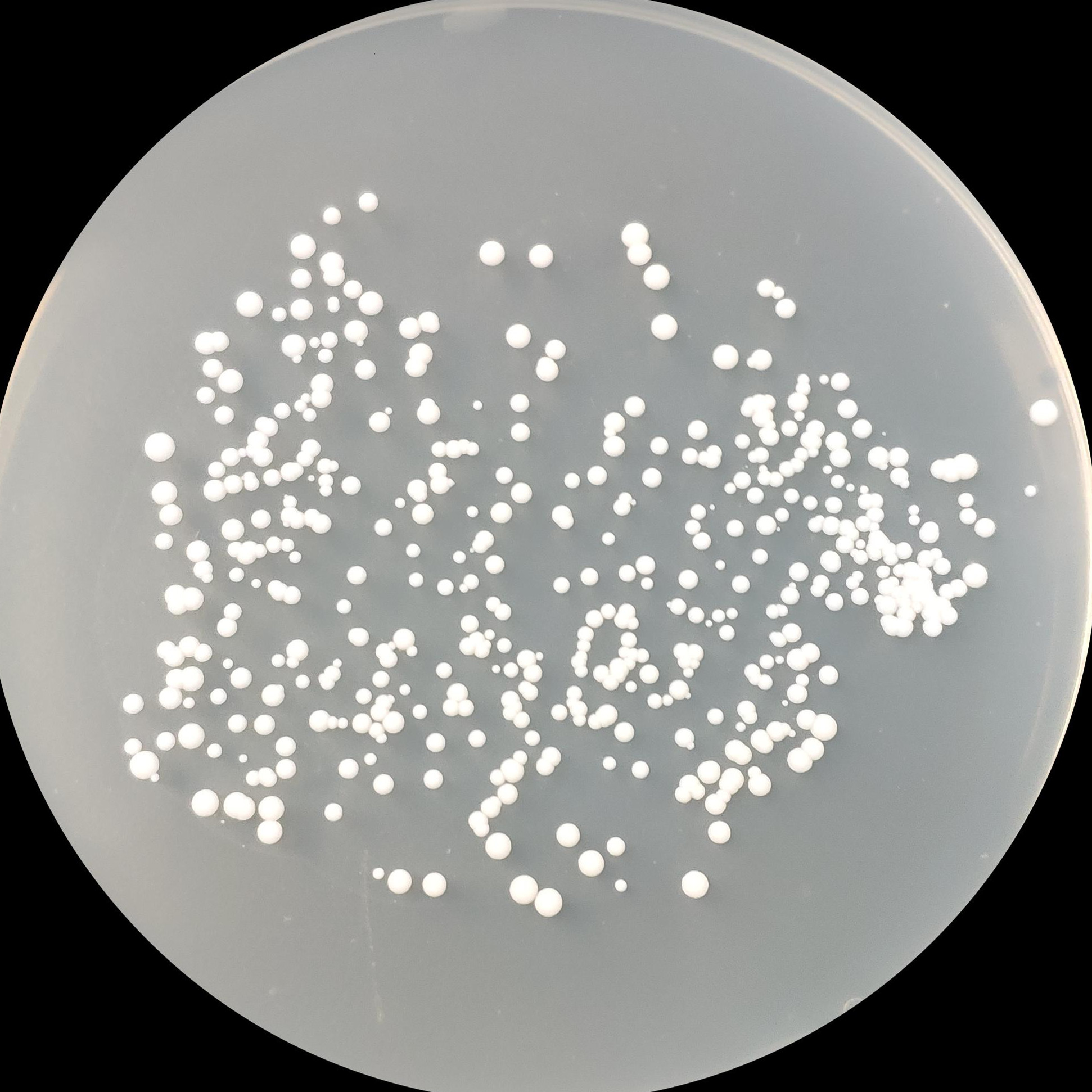 Lutheran yeast-BNCC