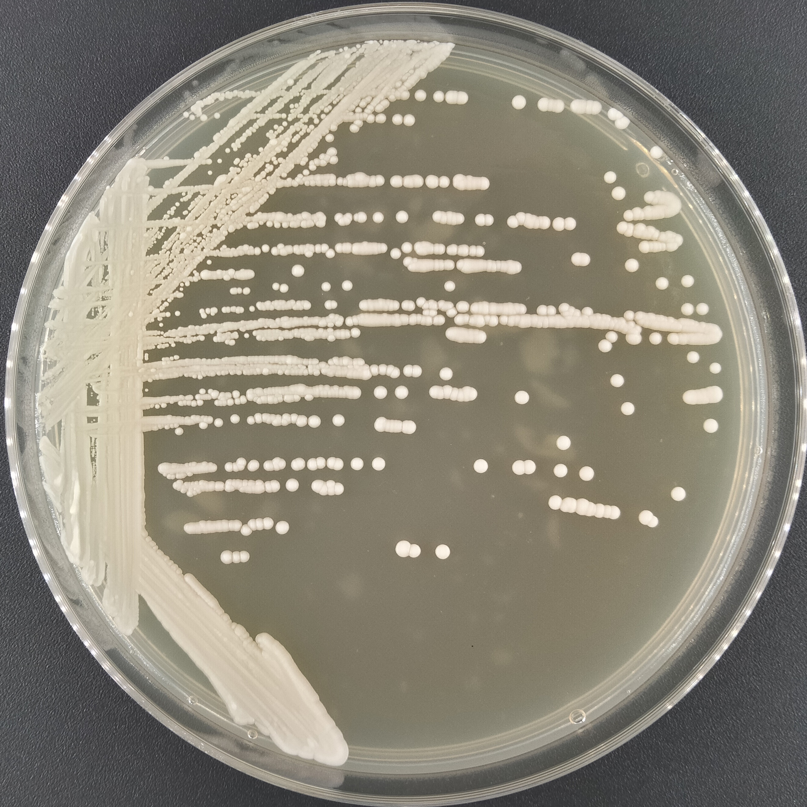Xiuhata Candida-BNCC