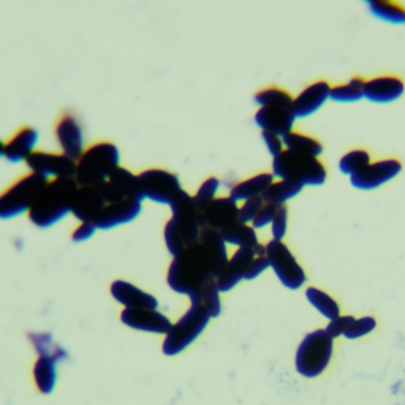 Xiuhata Candida-BNCC