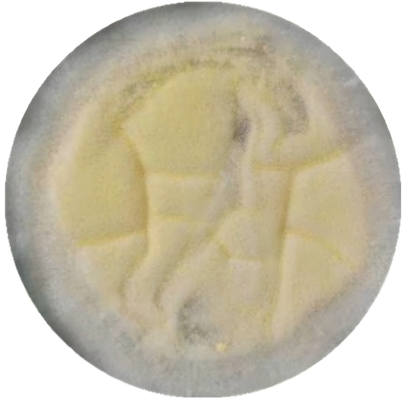 Aspergillus flavus-BNCC