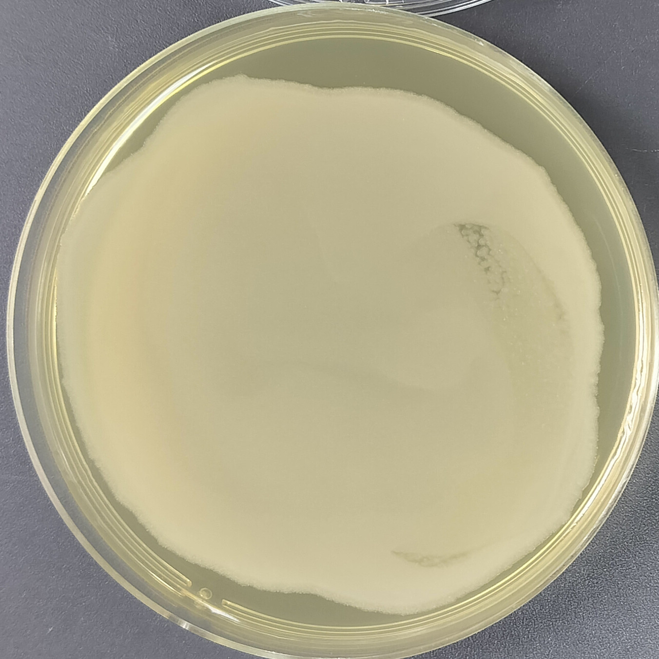 Bacillus cereus-BNCC