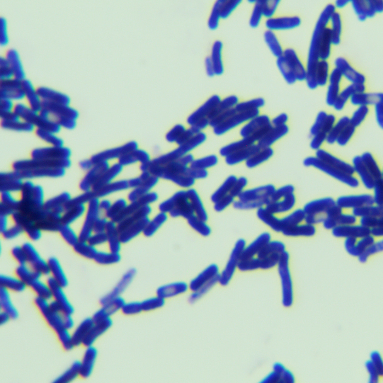 Bacillus cereus-BNCC