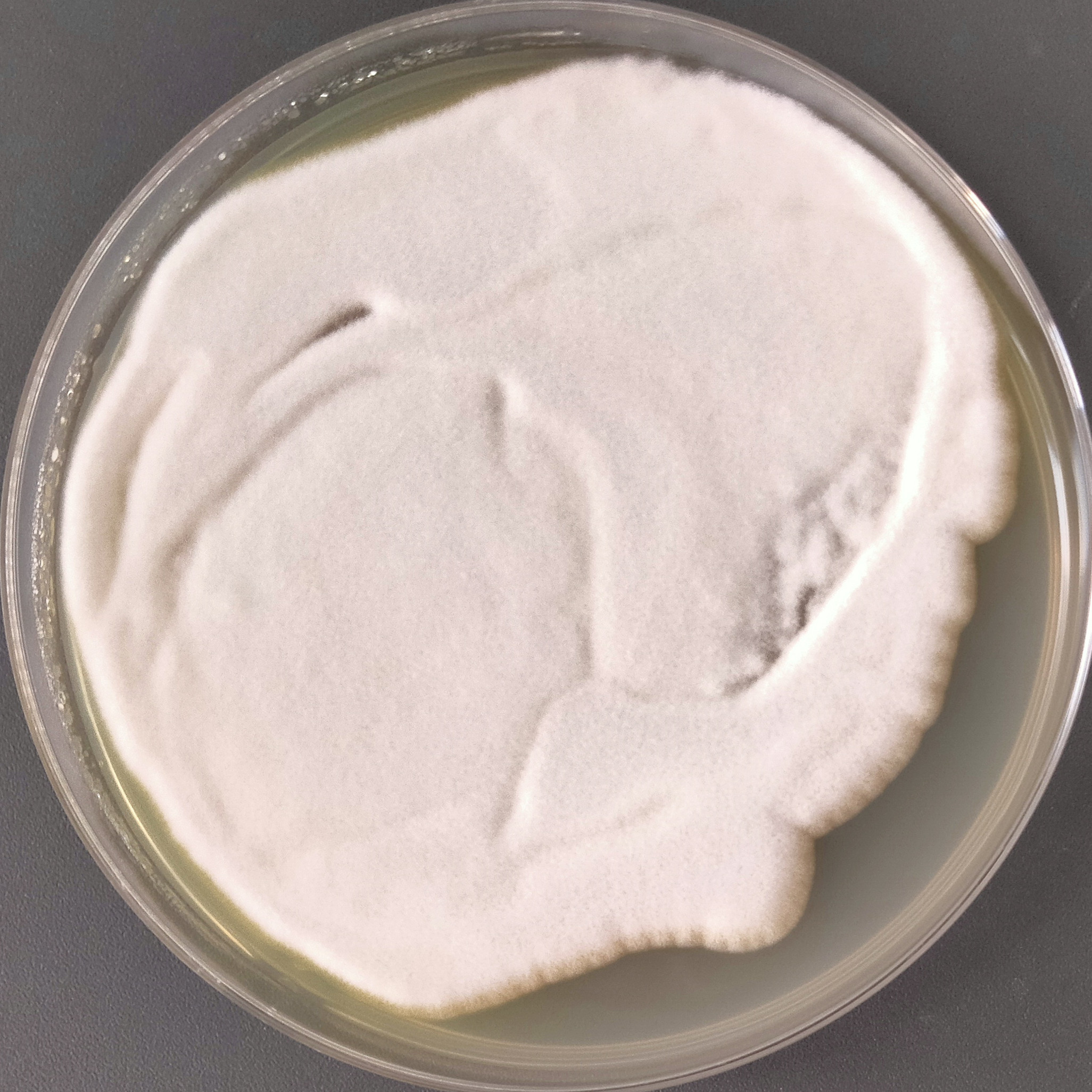 Penicillium genus-BNCC