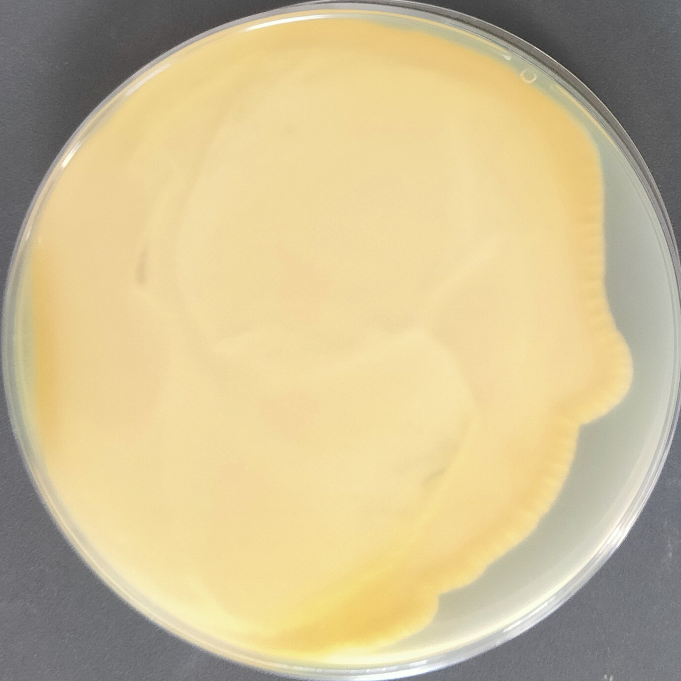 Penicillium genus-BNCC
