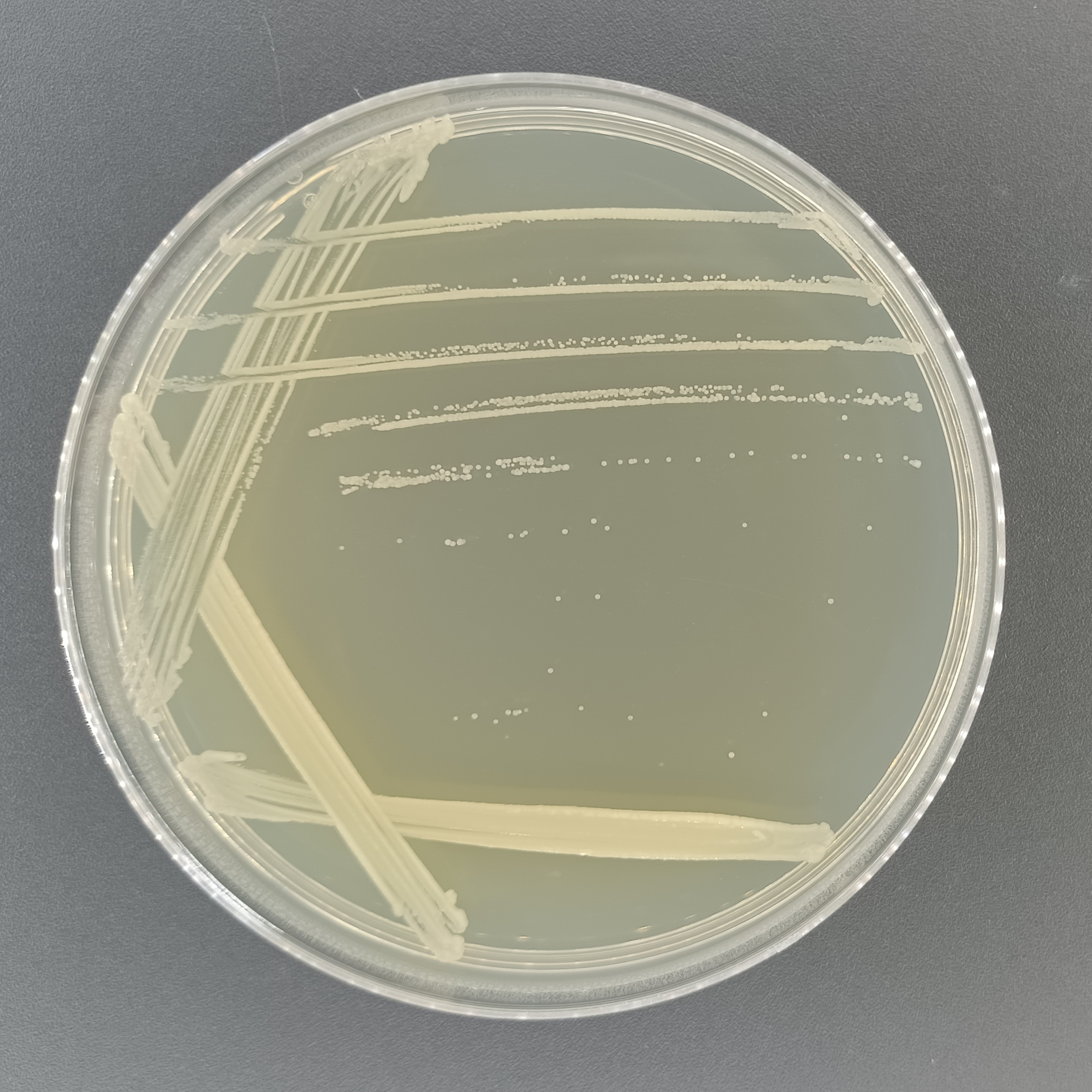 Acinetobacter baumannii-BNCC