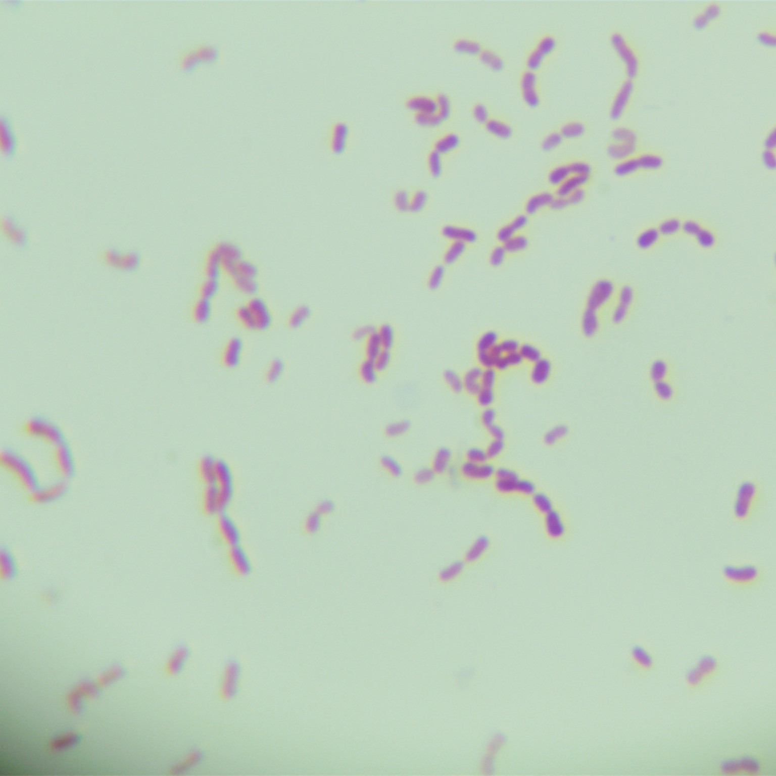 Acinetobacter baumannii-BNCC