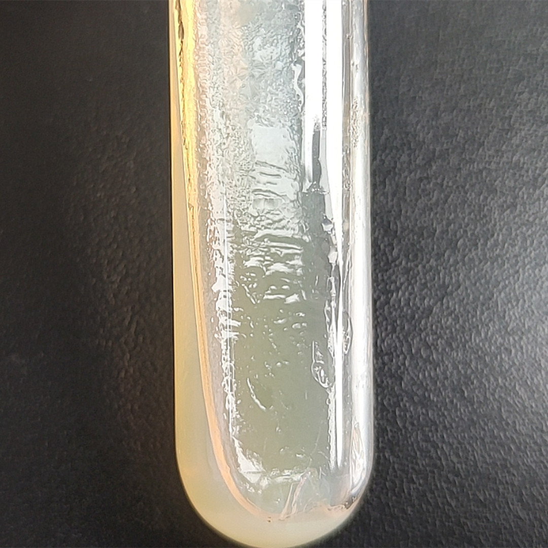 Thermophilic Bacillus subtilis-BNCC