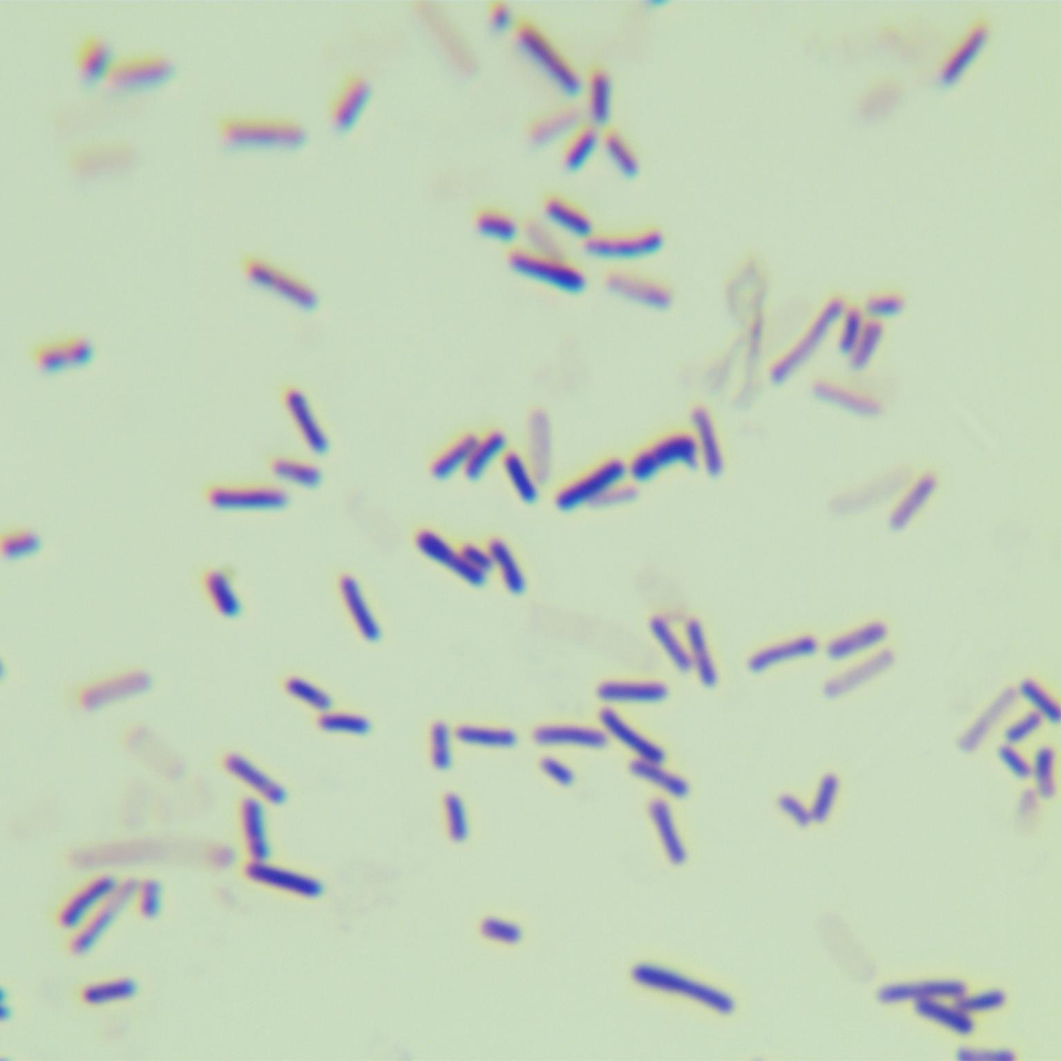 Thermophilic Bacillus subtilis-BNCC
