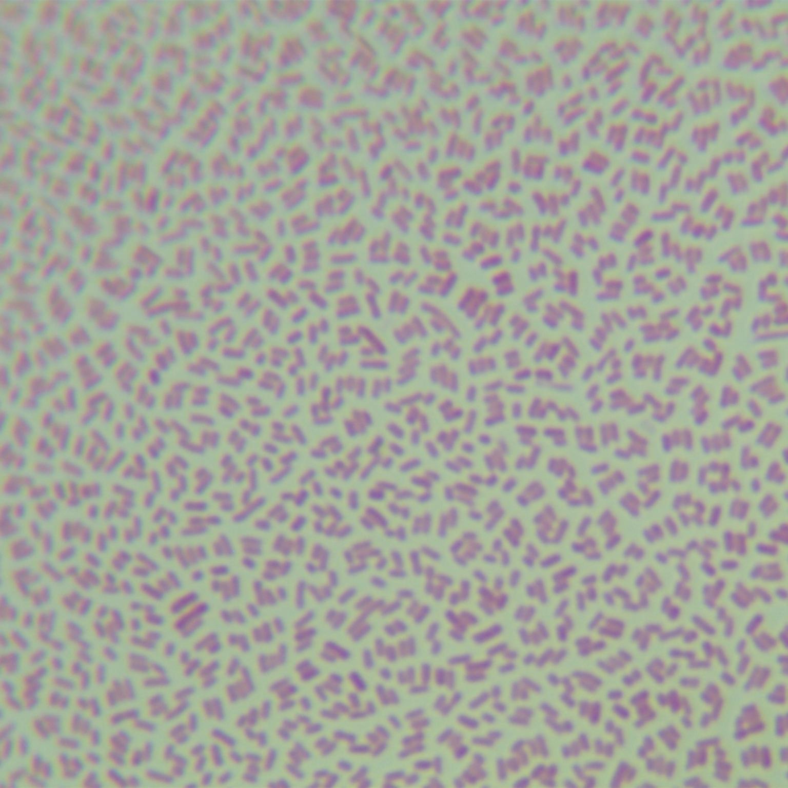 Escherichia coli (E. coli)-BNCC