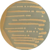 Bacillus subtilis-BNCC