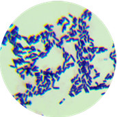 Bacillus subtilis-BNCC
