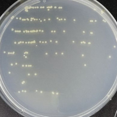 Streptomyces thermophilus-BNCC