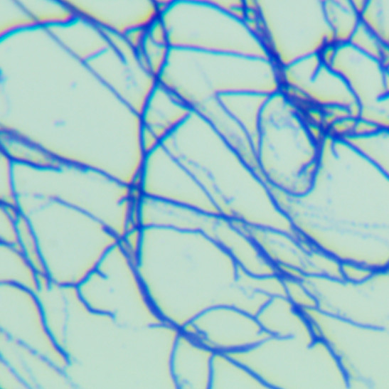 Streptomyces thermophilus-BNCC
