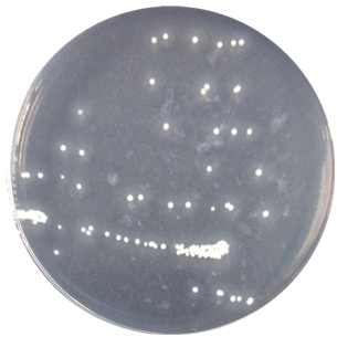 Streptomyces-BNCC