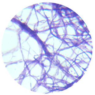 Streptomyces-BNCC