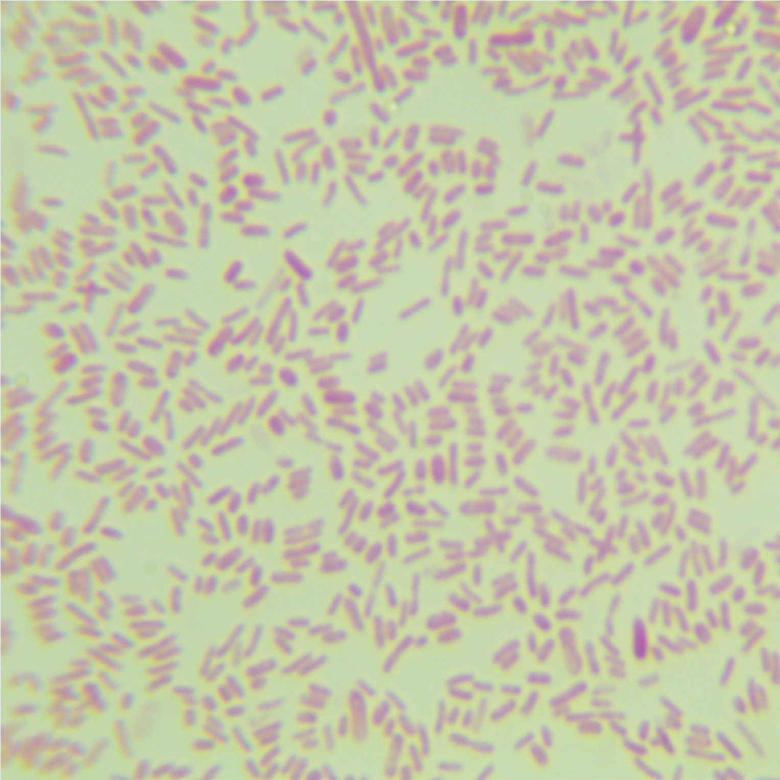 Serratia marcescens-BNCC