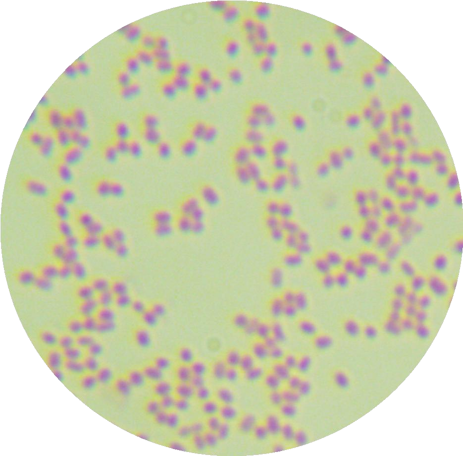 Salmonella enterica serovar Enteritidis-BNCC