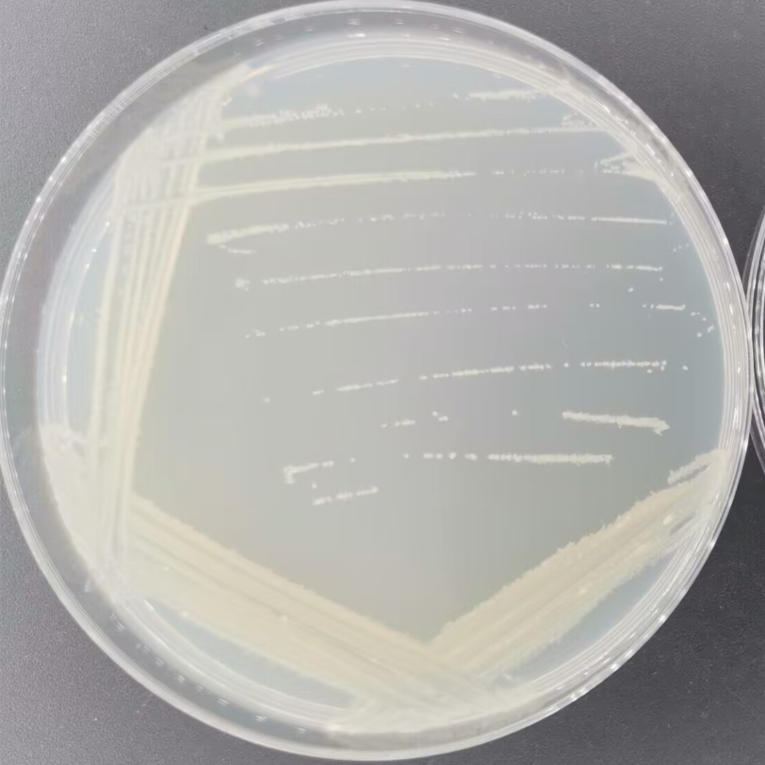 Floating jersey bacteria-BNCC