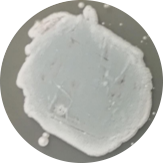 Penicillium resi-BNCC