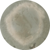 Penicillium resi-BNCC