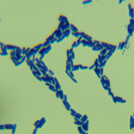 Bacillus licheniformis-BNCC